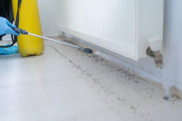 Best Flea Control Services  in Tye, TX