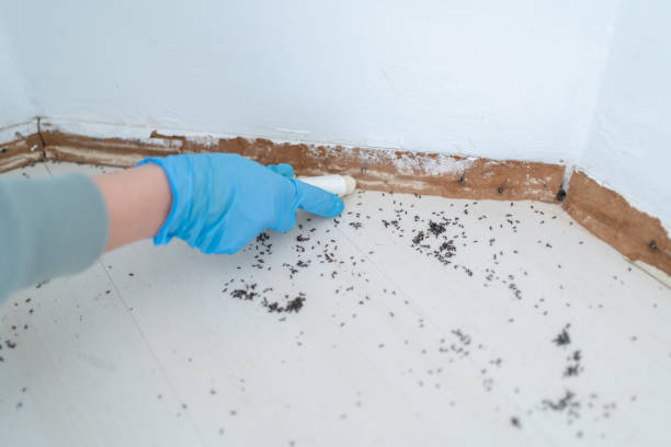 Best Local Pest Control Services  in Tye, TX
